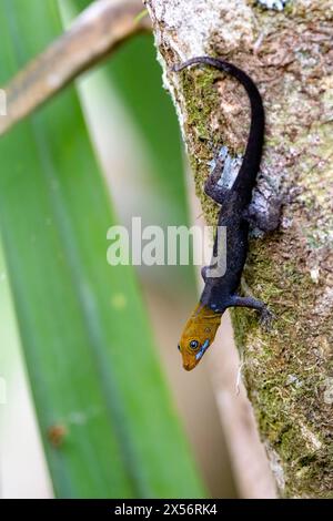 Gelbkopfgecko (Gonatodes albogularis) - La Laguna del Lagarto Eco-Lodge, Boca Tapada, Costa Rica Stockfoto