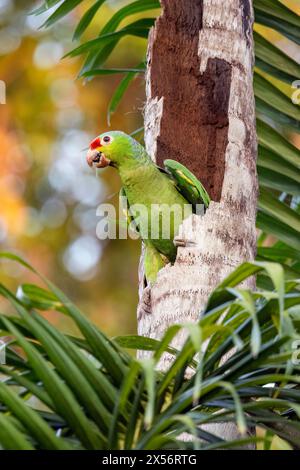 Rote amazonas- oder rote Papagei (Amazona autumnalis) - La Laguna del Lagarto Eco-Lodge, Boca Tapada, Costa Rica Stockfoto