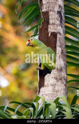 Rote amazonas- oder rote Papagei (Amazona autumnalis) - La Laguna del Lagarto Eco-Lodge, Boca Tapada, Costa Rica Stockfoto