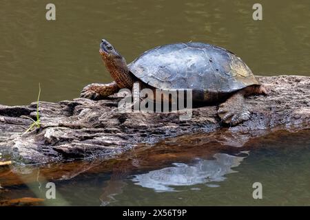 Schwarze Flussschildkröte (Rhinoclemmys funerea) - La Laguna del Lagarto Eco-Lodge, Boca Tapada, Costa Rica Stockfoto