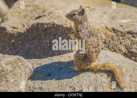 Eichhörnchen auf einem sonnendurchfluteten Felsen, der seine Umgebung vermisst Stockfoto