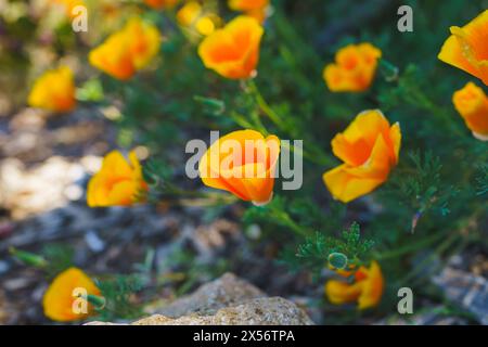 Goldener Mohn blüht in seinem natürlichen Lebensraum und erhellt die Landschaft. Stockfoto