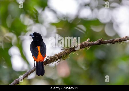 Männliche scharlachrote Tanager (Ramphocelus passerinii) - La Laguna del Lagarto Eco-Lodge, Boca Tapada, Costa Rica Stockfoto