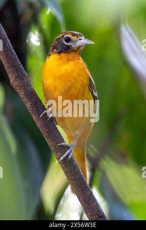 Baltimore Oriole (Icterus galbula) - La Laguna del Lagarto Eco-Lodge, Boca Tapada, Costa Rica Stockfoto