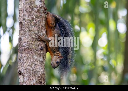 Eichhörnchen (Sciurus variegatoides) kletternd den Baum hinunter - Boca Tapada, Costa Rica Stockfoto