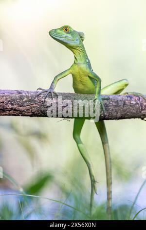 Juveniler grüner Basilisk oder geplumter Basilisk (Basiliscus plumifrons) - La Laguna del Lagarto Eco-Lodge, Boca Tapada, Costa Rica Stockfoto