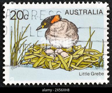 Gestempelte Briefmarke von Australien, die Little Grebe (Tachybaptus novaehollandiae) zeigt, um 1978. Stockfoto