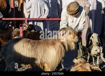 Szenen vom Nizwa Ziegenmarkt, Nizwa, Oman Stockfoto