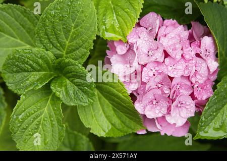 Hortensia (Hydrangea SP.) Blätter mit Regentropfen Stockfoto
