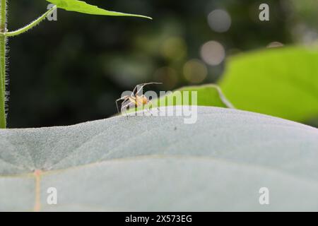 Die Seitenansicht einer gestreiften Luchsspinne (Oxyopes salticus) mit zwei hochgezogenen Beinen sitzt auf der Oberfläche eines großen Blattes Stockfoto