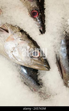 Thunfisch auf dem Fischmarkt. Getaria. Guipúzcoa. Baskisches Land. Spanien Stockfoto