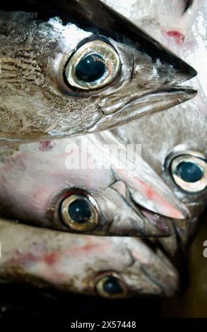 Thunfisch auf dem Fischmarkt. Getaria. Guipúzcoa. Baskisches Land. Spanien Stockfoto