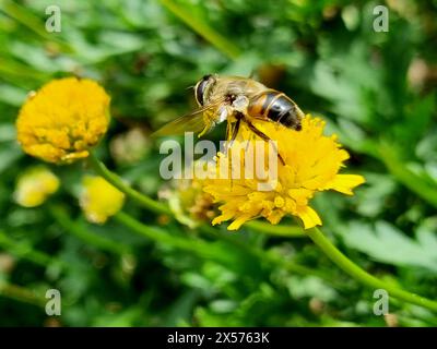 Auf der gelben Blüte im Frühling und an einem regnerischen Tag eine Biene Stockfoto
