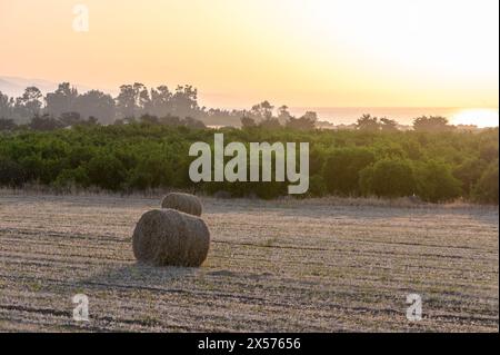 Heuballen wurden auf einem Feld gerollt Stockfoto