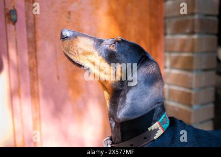 Ein Teckel oder Dachshund, der mit einem farbenfrohen Lederkragen und Dekorationen im argentinischen Stil in einem eleganten Profil aufblickt Stockfoto