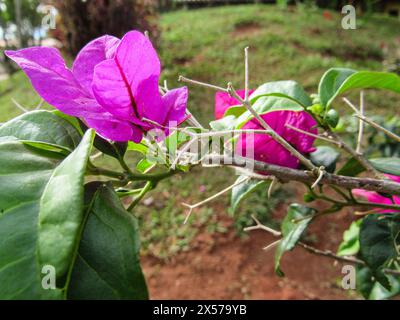 Ein Zweig des Bougainvillea-Baumes mit Fliederblüten, grünen Blättern und im Hintergrund rotem Erdboden und einem Teil grünem Gras. Stockfoto