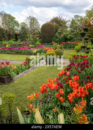 Chenies Manor Sunken Garden at Tulip Time. Stockfoto
