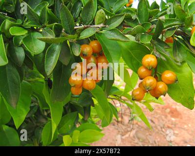 Campomanesia xanthocarpa, bekannt als Baum Gabiroba, Cluster kleiner, gelber Früchte auf einem Baum mit grünen Blättern. Stockfoto