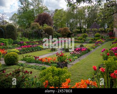 Chenies Manor Sunken Garden mit bunten Tulpen in voller Blüte. Orange, rosa, lila Blüten in der späten Nachmittagssonne. Stockfoto