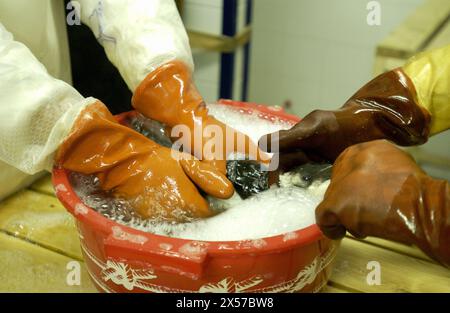 Die Rekuperation von Seevögeln nach der Treibstoffkatastrophe (´Chapapote´) des Prestige-Tankers. Dez. 2002. Provinz Pontevedra, Galicien. Spanien Stockfoto
