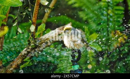 Das Silberauge / Tauhou, das auf einem Gartenbewässerungsregner baden. Auch bekannt als Wachsauge oder weißes Auge. Aotearoa / Neuseeland. Stockfoto