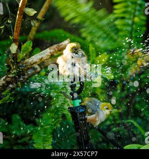 Das Silberauge / Tauhou, das auf einem Gartenbewässerungsregner baden. Auch bekannt als Wachsauge oder weißes Auge. Aotearoa / Neuseeland. Stockfoto