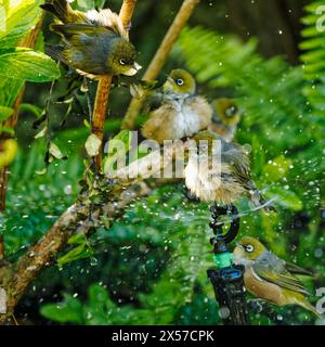 Eine Gruppe von Silberaugen/Tauhou, die auf einem Gartenbewässerungsregner baden. Auch bekannt als Wachsauge oder weißes Auge. Aotearoa / Neuseeland. Stockfoto