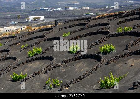 Reben in Feuchtefallen mit landwirtschaftlichen Gebäuden und Häusern, La Geria, Lanzarote, Kanarische Inseln, Spanien Stockfoto