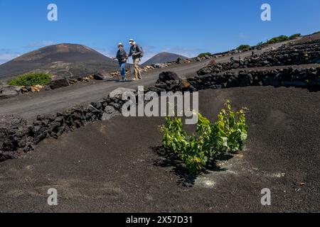 Wandern auf einem Feldweg Pfad durch die Weinberge bei La Geria, Lanzarote, Kanarische Inseln, Spanien Stockfoto