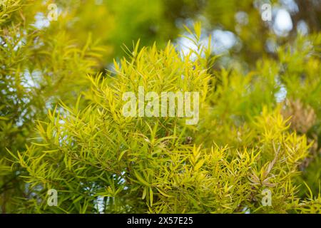 Flachs-leaved Paperbark ist ein Melaleuca Baumarten mit duftenden Blätter Stockfoto