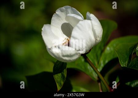 Weiße Pfingstrose einzelne Blüte im Garten an einem sonnigen Tag, Nahaufnahme, Stockfoto