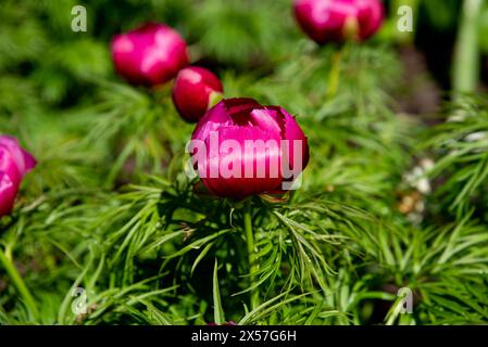 Rote Pfingstrose, paeonia tenuifolia blühen im Garten an einem sonnigen Tag Stockfoto