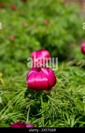 Rote Pfingstrose, paeonia tenuifolia blühen im Garten an einem sonnigen Tag Stockfoto