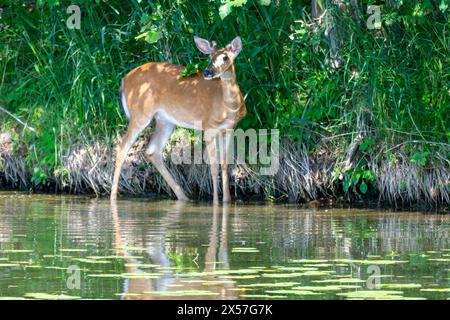 Ein junger Bock, ein Wildschwanzhirsch, schleicht sich am Nachmittag an einem Sommertag an den Wasserrand. Stockfoto