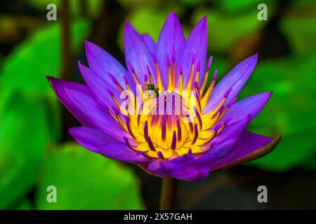 Eine kleine Biene zwischen einer wunderschönen und violetten Nymphaea, die in Indonesien als Teratai oder Seroja bekannt ist. Es ist mit einem roten Skimmer in der Knospe kombiniert. Stockfoto