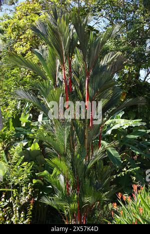 Red Sealing Wax Palm, alias Lipstick Palm oder Rajah Palm, Cyrtostachys renda, Arecaceae, Palmae. Manuel Antonio, Costa Rica, Mittelamerika. Tiefland rai Stockfoto