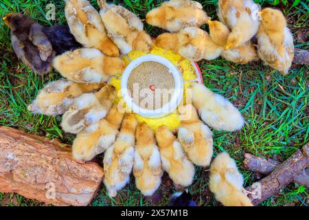 Auf dem Bauernhof essen kleine Junghühner spezielles Getreidefutter aus Futtermitteln Stockfoto