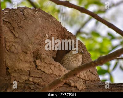 Safrantanager (Sicalis flaveola) in freier Wildbahn, in einem Nest eines Rufous Hornero, der in Buenos Aires, Argentinien, gesehen wird Stockfoto