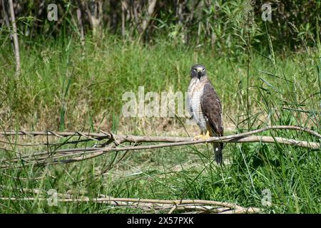 Straßenfalke (Rupornis magnirostris) in freier Wildbahn, gesehen in Buenos Aires, Argentinien Stockfoto