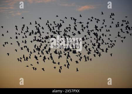 Große Sphingid (Bubulcus ibis) über einem See am Abend, gesehen in Entre Rios, Argentinien Stockfoto