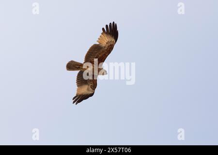 Brahminy-Drachen (Haliastur indus) oder Brahminy-Drachen oder Roter-Rücken-Weißwedeladler fliegen am blauen Himmel, Marari Beach oder Strand, Mararikulam Stockfoto