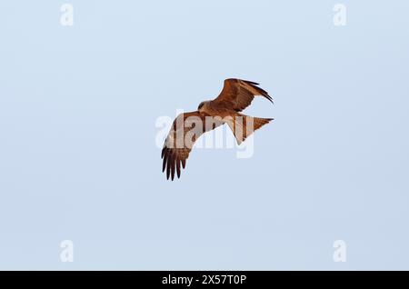 Brahminy-Drachen (Haliastur indus) oder Brahminy-Drachen oder Roter-Rücken-Weißwedeladler fliegen am blauen Himmel, Marari Beach oder Strand, Mararikulam Stockfoto