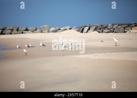 Reiher (Ardea alba, syn.: Casmerodius albus, Egretta alba), Whiskered Terns (Chlidonias hybrida) und Möwen (Larinae) am Marari Beach oder Strand, M Stockfoto