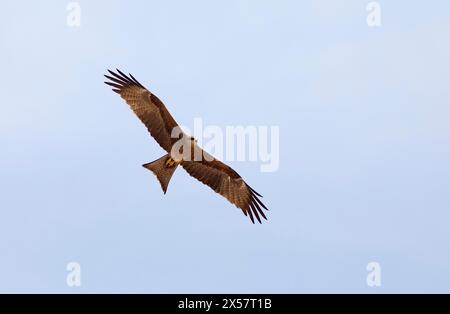 Brahminy-Drachen (Haliastur indus) oder Brahminy-Drachen oder Roter-Rücken-Weißwedeladler fliegen am blauen Himmel, Marari Beach oder Strand, Mararikulam Stockfoto