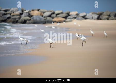 Großer Reiher (Ardea alba, syn.: Casmerodius albus, Egretta alba) am Marari Beach oder Strand, Mararikulam, Alappuzha District, Kerala, Indien Stockfoto