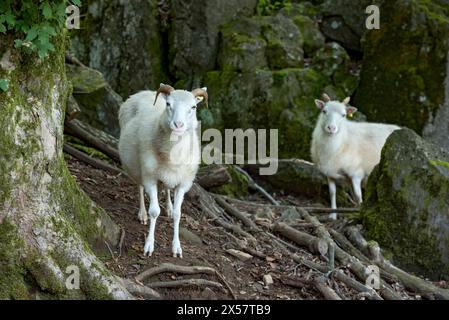 Schafe, weiße Hausschafe (Ovis gmelini aries) mit Horn auf vulkanischem Basaltgestein, Basanit, Gipfel des Hoherodskopf, tertiärer Vulkan Stockfoto