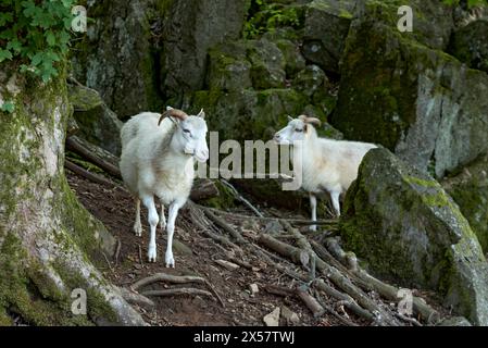 Schafe, weiße Hausschafe (Ovis gmelini aries) mit Horn auf vulkanischem Basaltgestein, Basanit, Gipfel des Hoherodskopf, tertiärer Vulkan Stockfoto