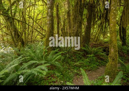 Moos bedeckt alle Baumstämme im Hoh Rainforest im olympic National Park Stockfoto