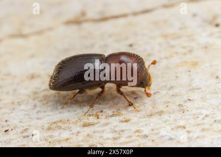 Euwallacea validus, ein in Asien heimischer Ambrosiakäfer, adventiv in Nordamerika. Stockfoto