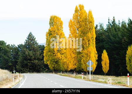 Malerischer Blick auf die Herbstbäume entlang der Straße entlang des State Highway 8 auf der Südinsel Neuseelands. Stockfoto